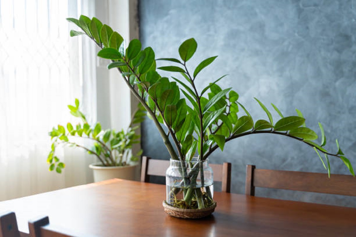 Deixe a terra de lado! Como cultivar a planta ‘queridinha’ dos decoradores usando apenas água