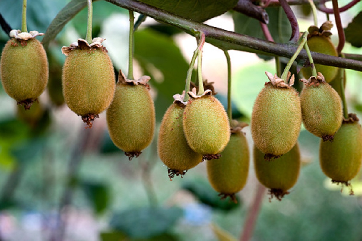 Kiwi dá em árvore? Mistério sobre a fruta deixa muita gente em choque