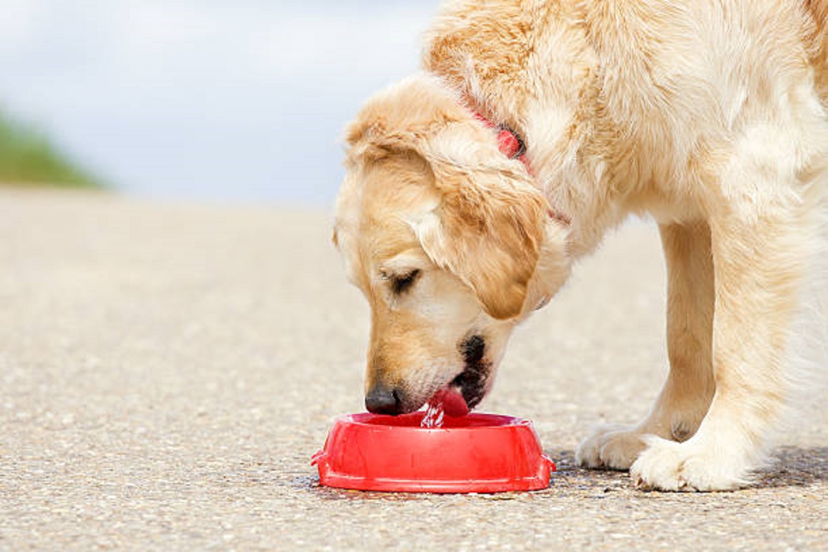 Não deixe seu cachorro beber água em tigelas coletivas – motivo é de dar medo!