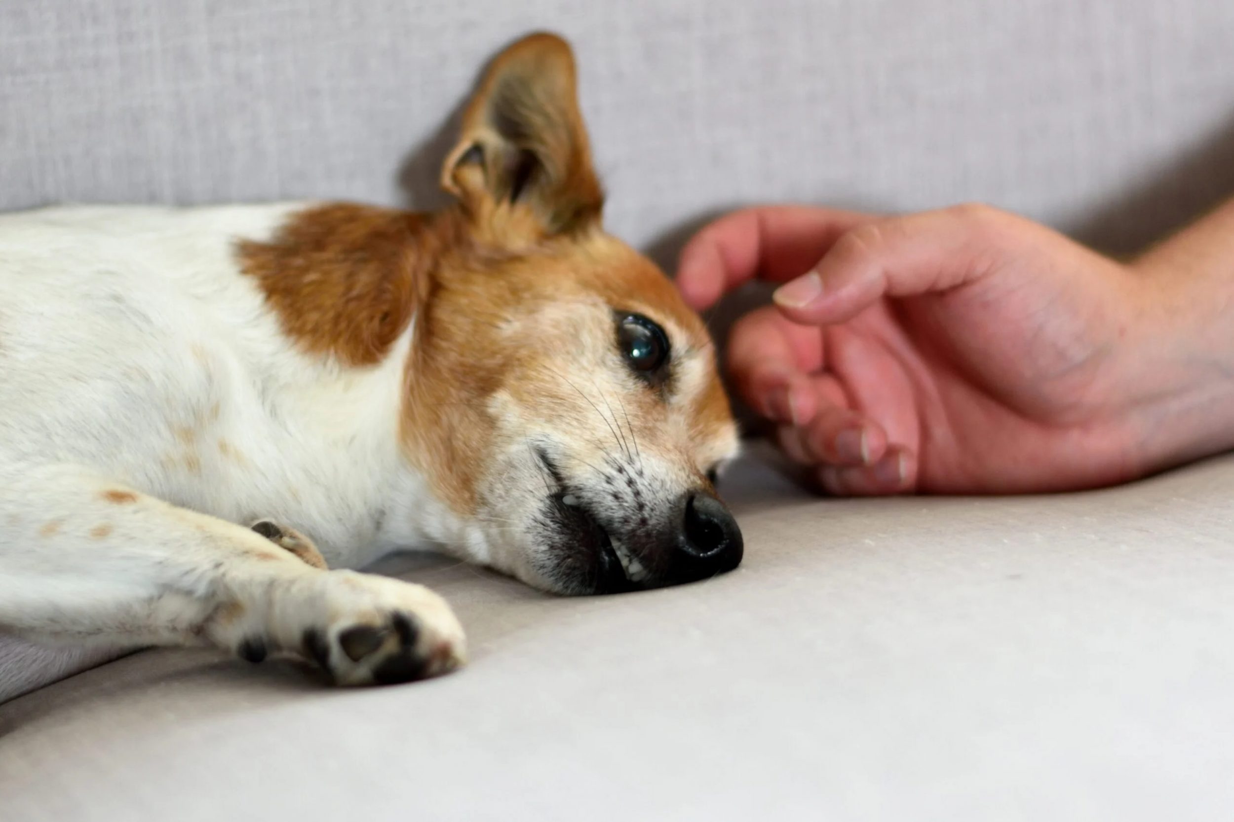 Ter um cachorro pode aumentar sua expectativa de vida, aponta a ciência