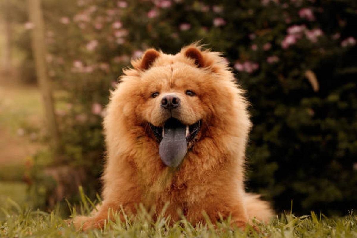 Atenção redobrada! 5 raças de cães que NÃO se dão bem com crianças