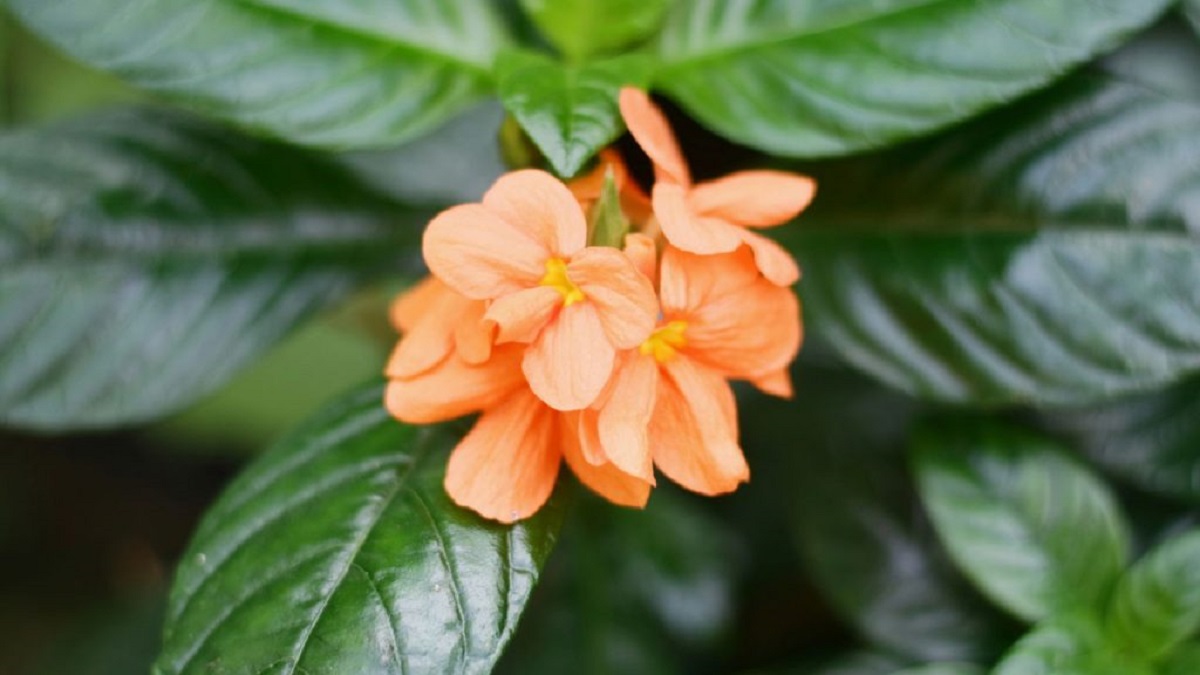 Esta planta virou a ‘queridinha’ dos brasileiros e está em muitos quintais