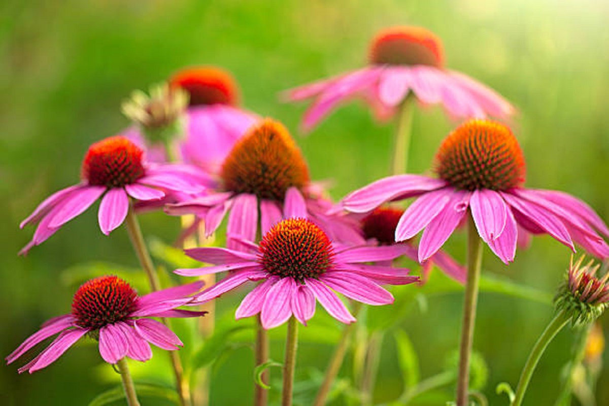 Farmácia natural: 4 plantas para cultivar em casa que ajudam a aliviar os sintomas da gripe