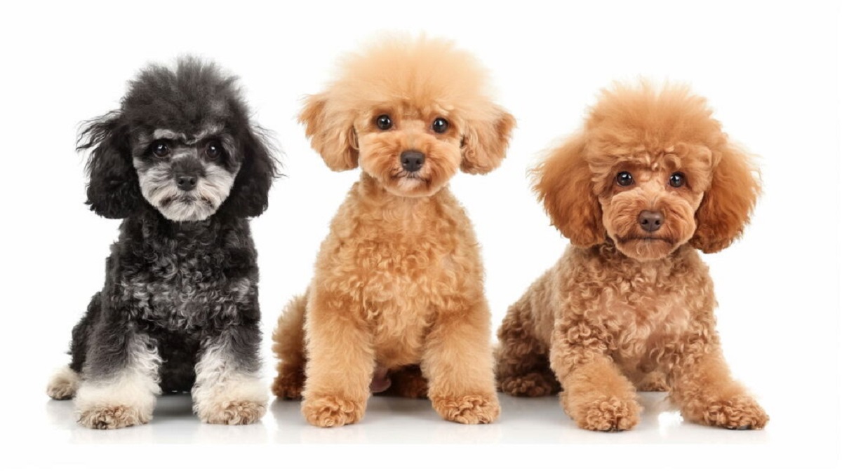 Motivo para a baixa procura por poodles no Brasil é de partir o coração