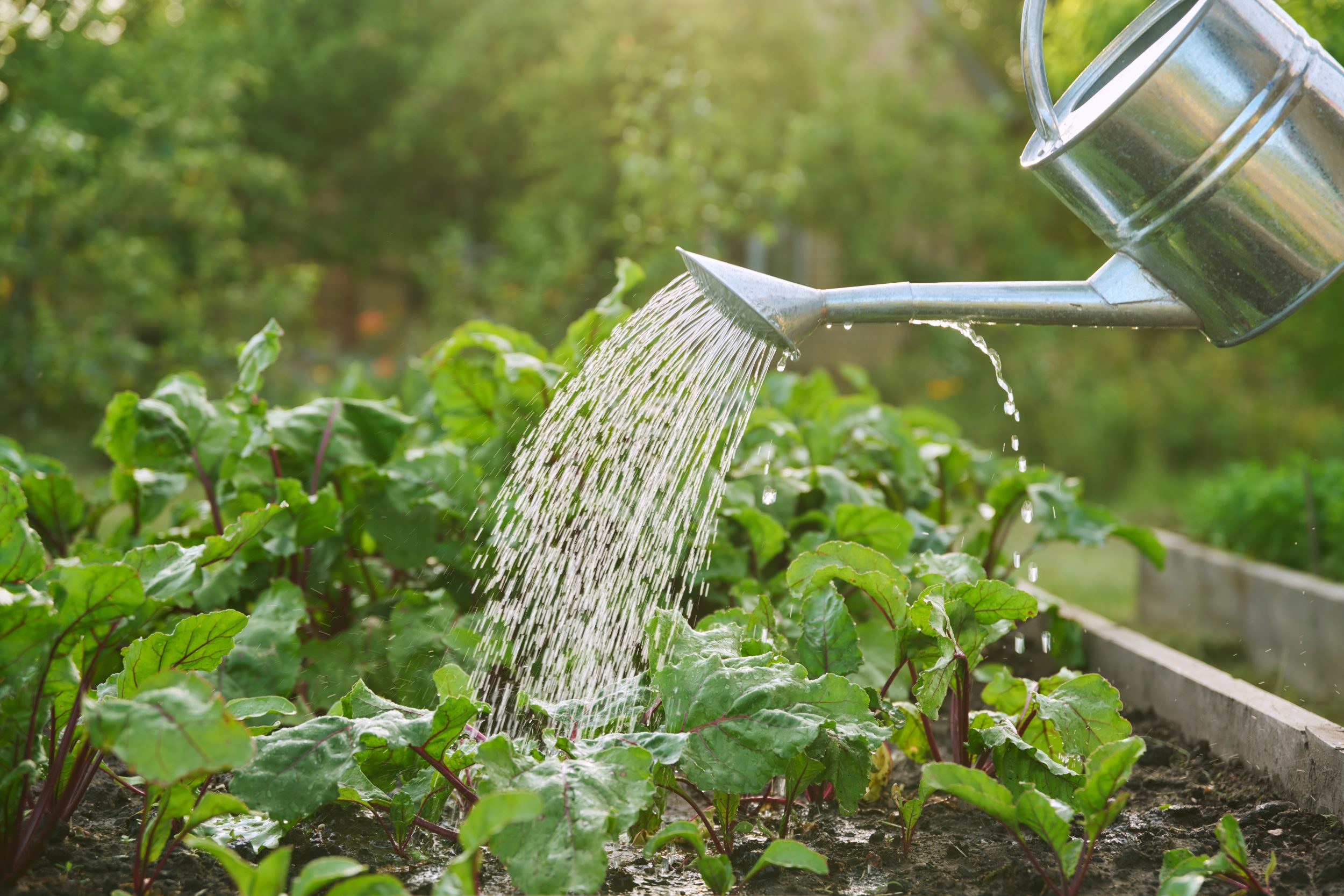 Mofo e folhas murchas? Saiba qual é o melhor horário para regar suas plantas