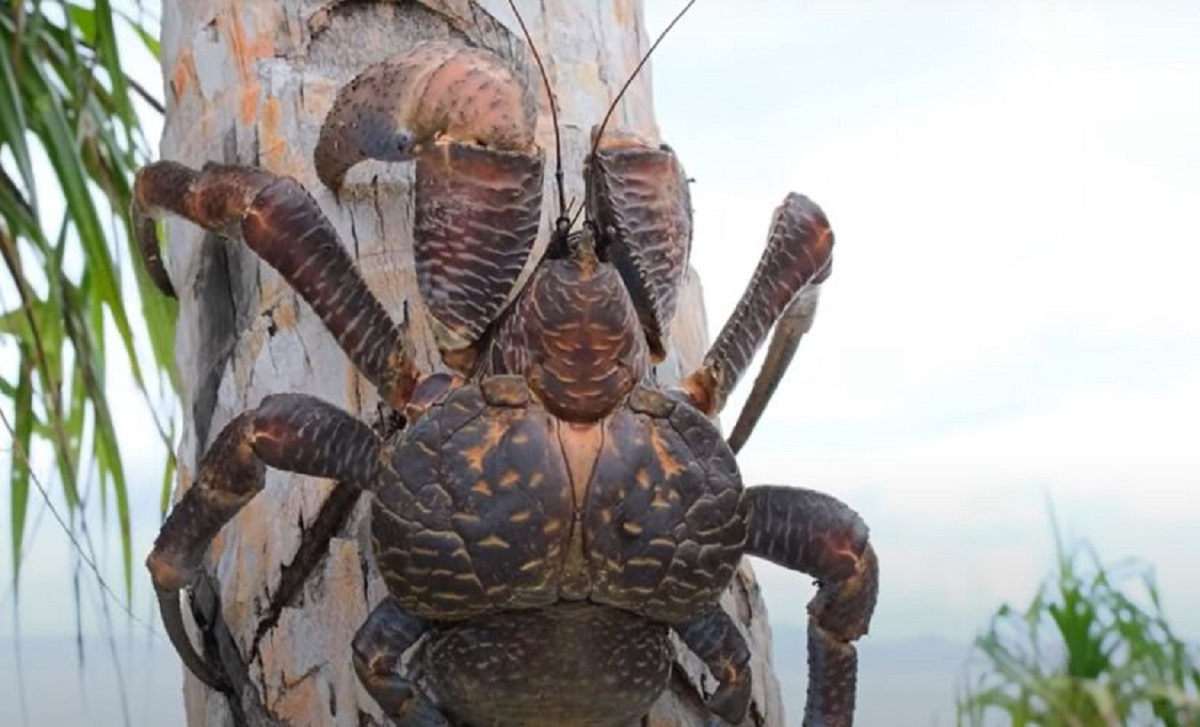 Ninguém esperava por isso: caranguejo gigante ressurge após 100 anos desaparecido