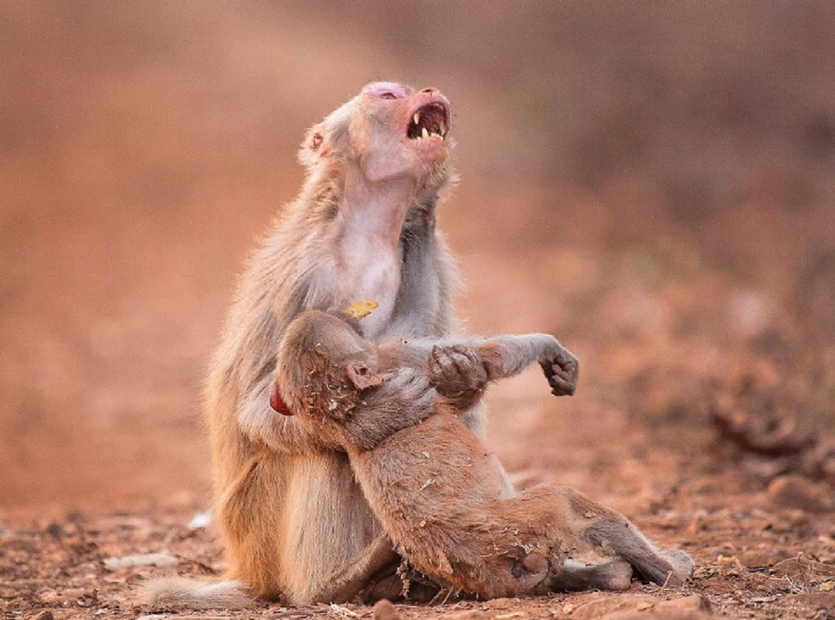 Animais ficam de luto quando perdem seus filhotes?