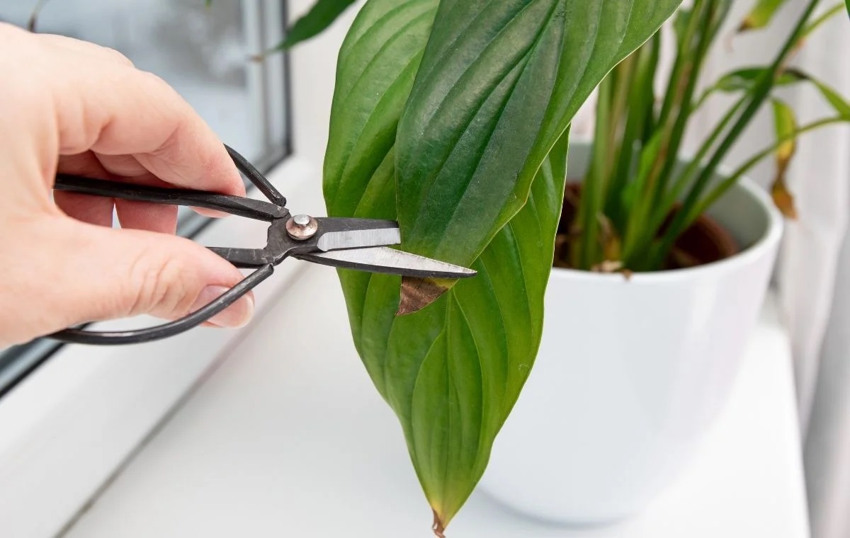 Passar a tesoura NÃO resolve! 8 motivos para as pontas das folhas das plantas secarem