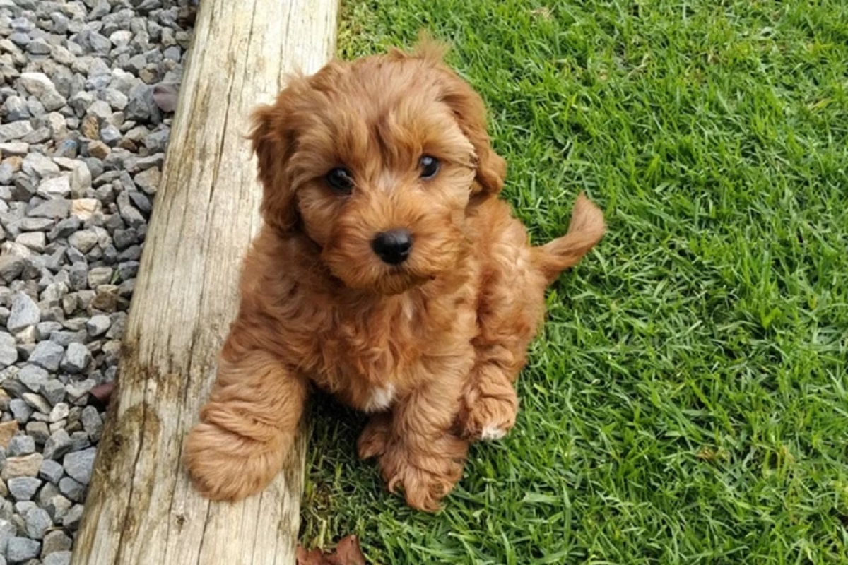 Raça de cachorro vira febre nas redes, mas veterinários emitem alerta