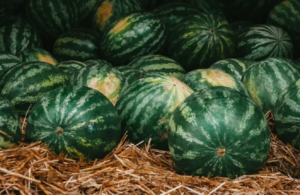 O truque simples para escolher melancia para nunca mais comer uma fruta sem graça