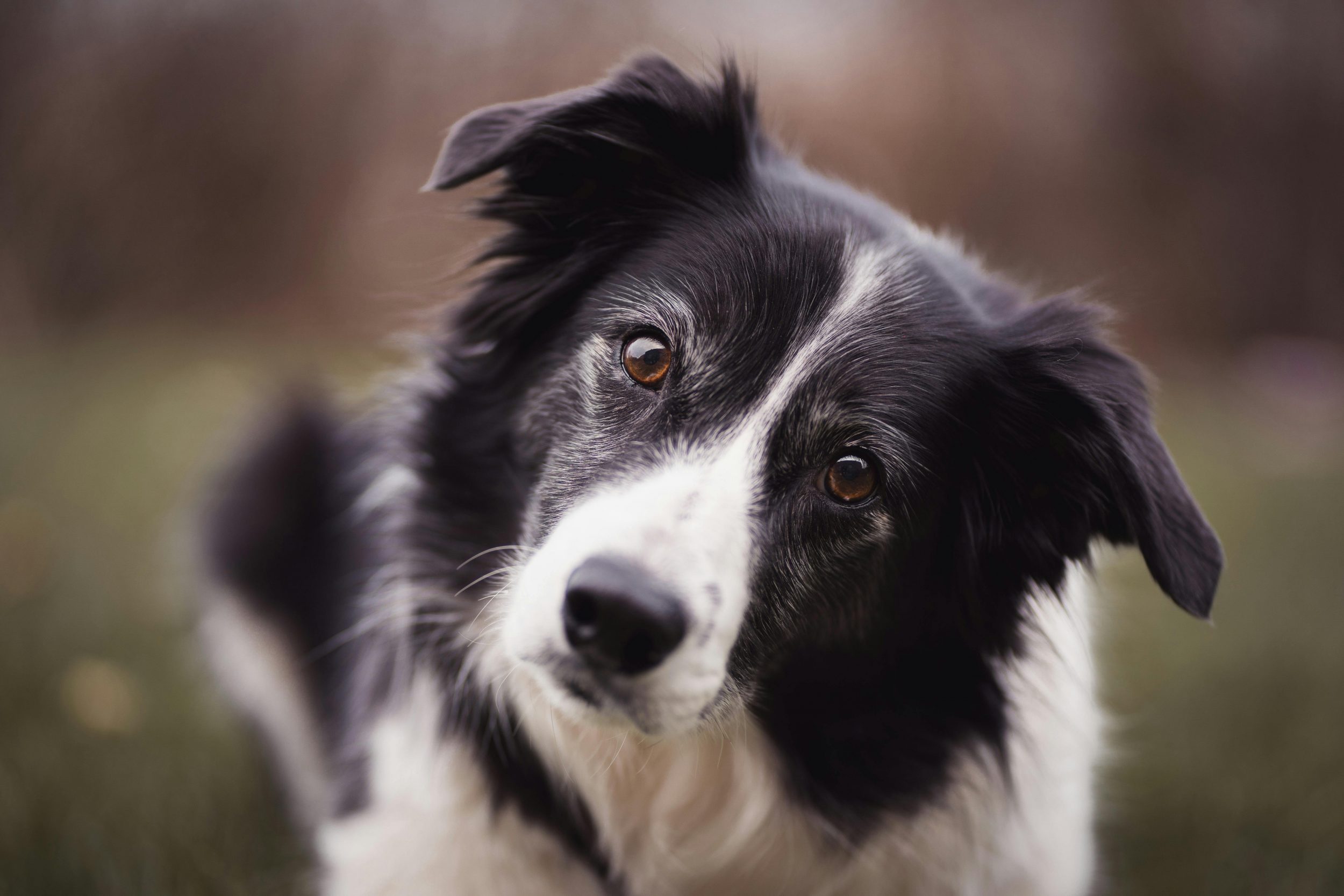 As raças de cães mais inteligentes e como saber se seu pet está na lista
