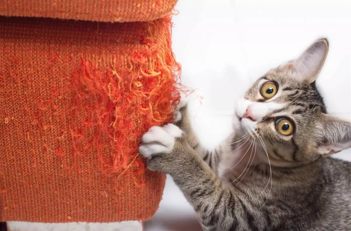 Comportamento felino: entenda por que os gatos arranham móveis em casa