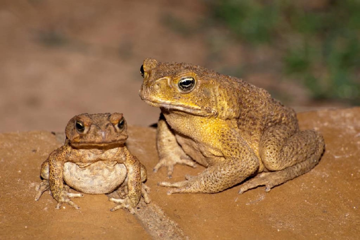 Esses 10 animais provam que instinto paterno não é só coisa de humano