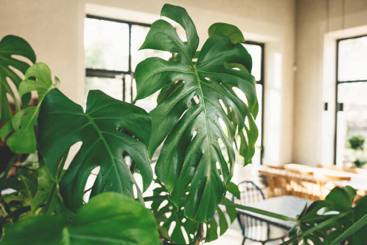 Não importa se faz chuva ou sol: estas 7 plantas sobrevivem bem dentro de casa